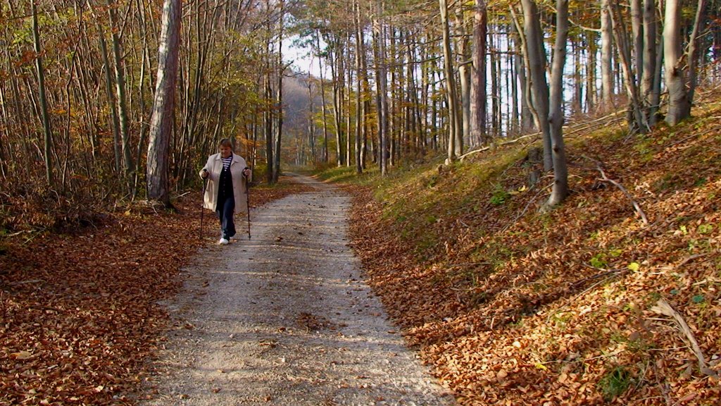 HERBSTSTIMMUNG by Eitzenberger