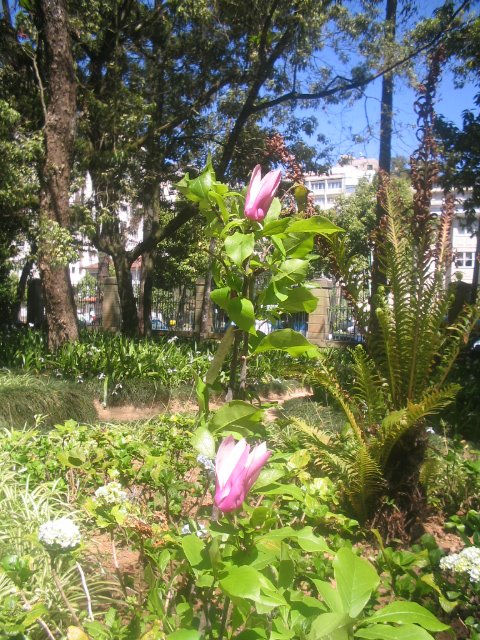 Jardim do Palácio Imperial by kazoberto