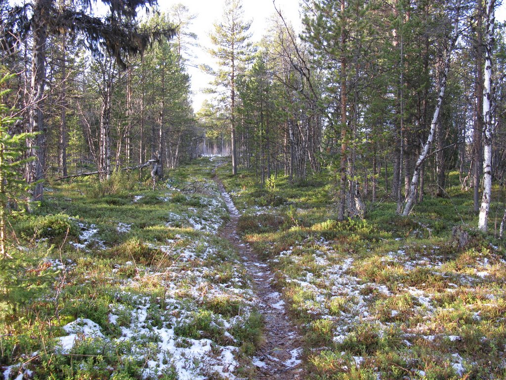 Early winter in the forest near Department of Space Science, Luleå University of Technology. by Gerrit Holl