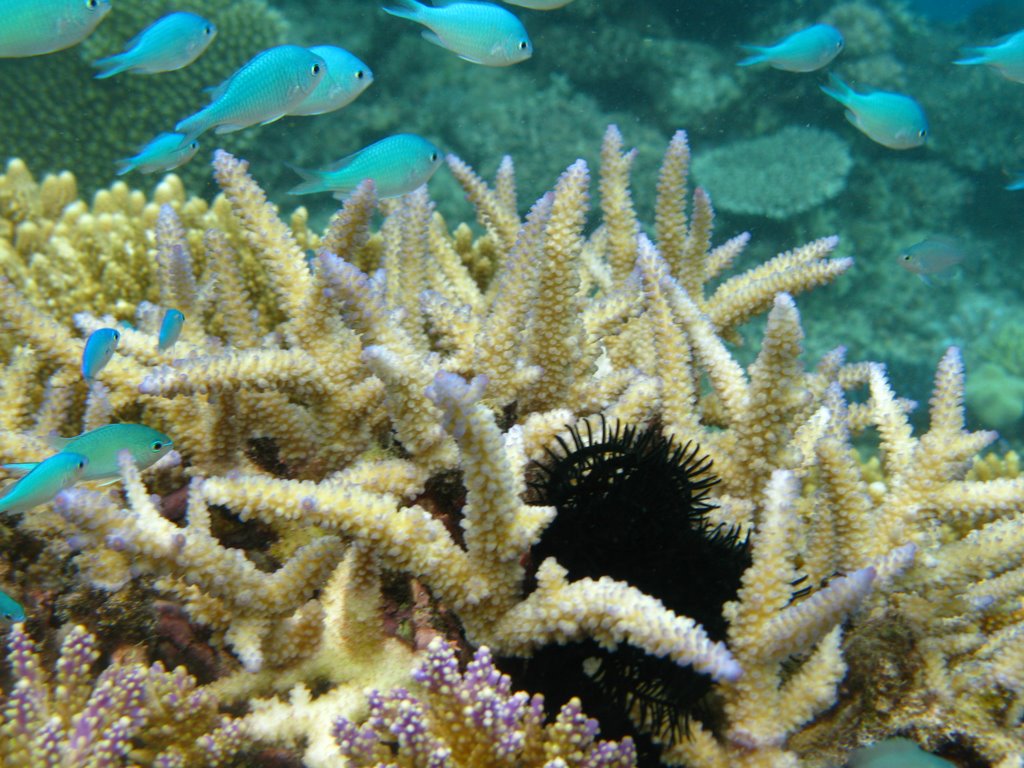 Snorkeling Matamanoa Island in front of resort by Benjamin Rea