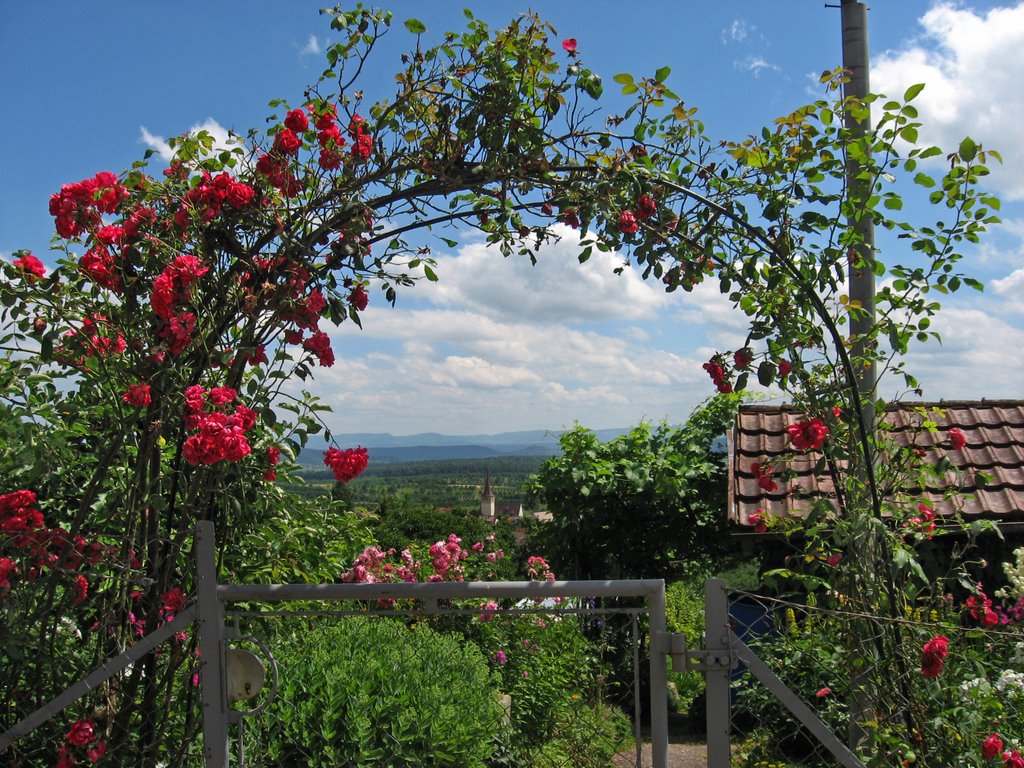 Mönchberg - Rosenblick auf Kayh by mellifikation