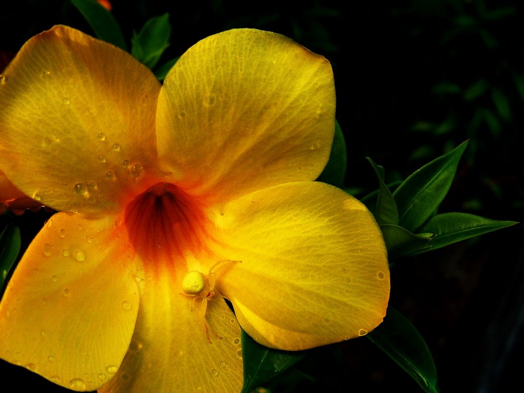 Hibiscus @ Botanical Gardens SVG by Don_Tequila