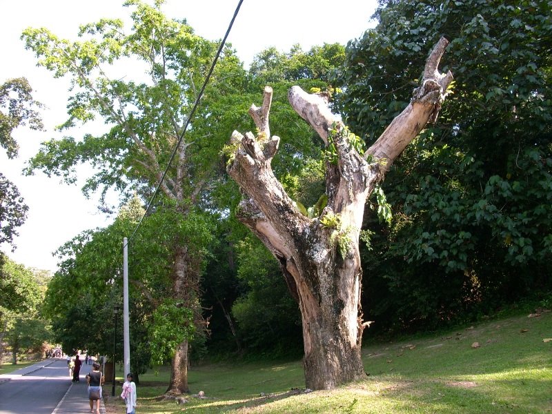 Chopped Tree in Botanical Garden by Yeong Wei Kheen