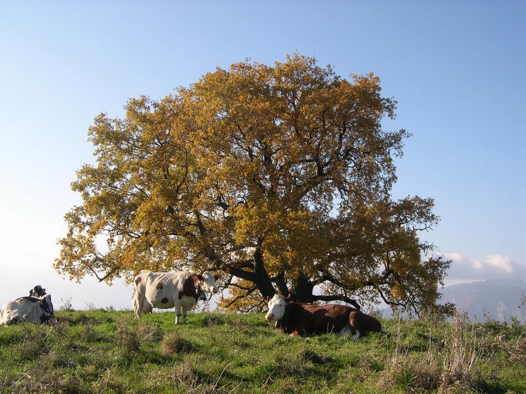 Chene de venon(vaches) by adrien mugnier