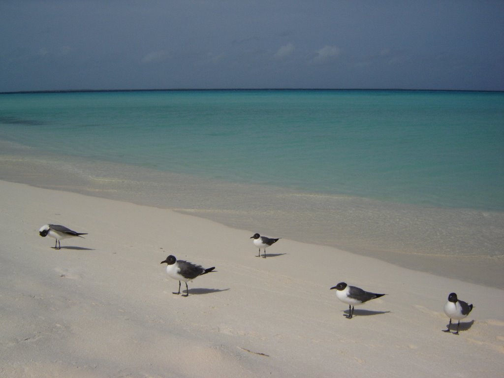 Guanaguaritos en Los Roques by irenchen_sp