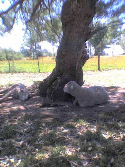 Sheep in Las Flores by Javier Echazarreta