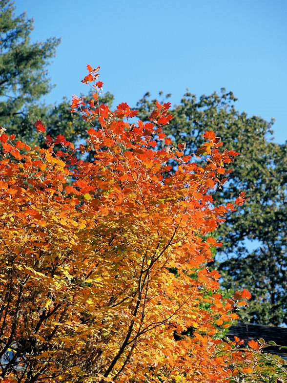 Autumn in Salem by Stan Pierce