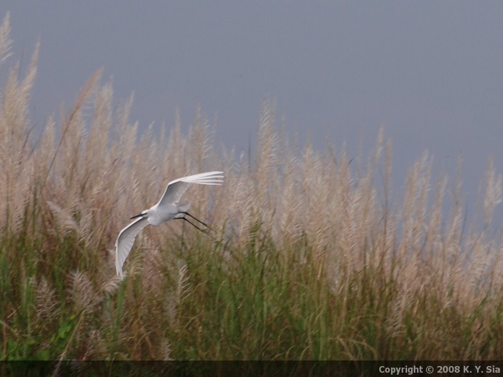 Little Egret Over The Grasslands set to be converted into PAGCOR's Casino/Entertainment City by mojambo