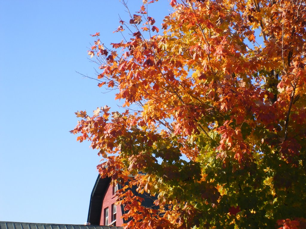 Carter's Mountain Apple Farm by Jewels