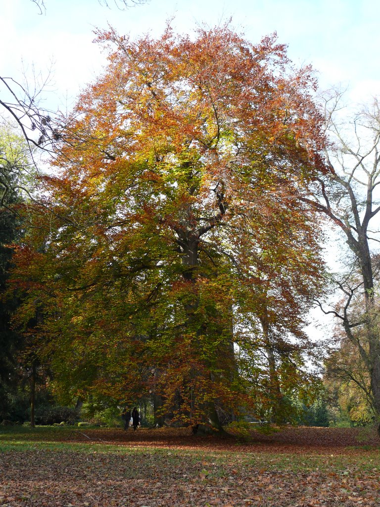 Blutbuche im Park www.ggemeinhardt.de by eckart@ggemeinhardt.…