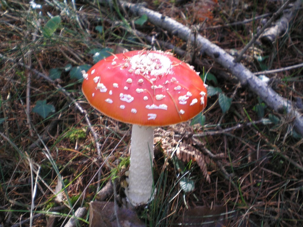 AMANITA MUSCARIA O MATAMOSCAS_MUY TOXICA by castizo