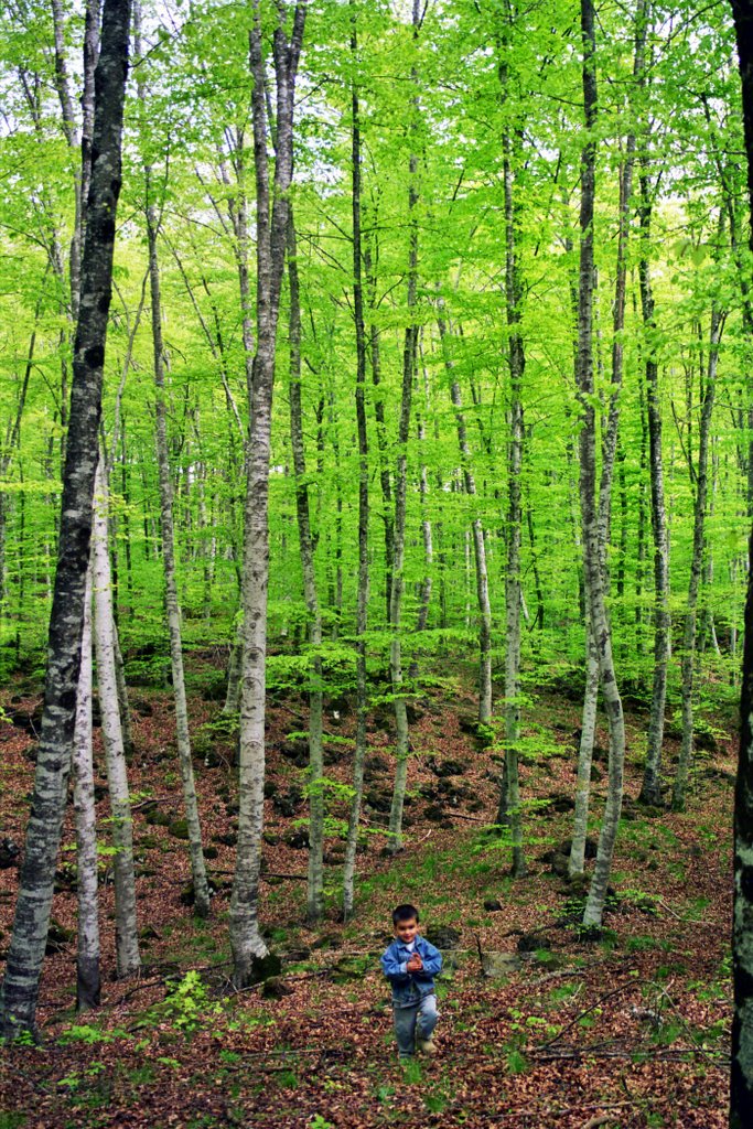 Fageda d'en Jordà by Rafel Sabater