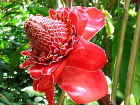 Torch ginger by munkee65