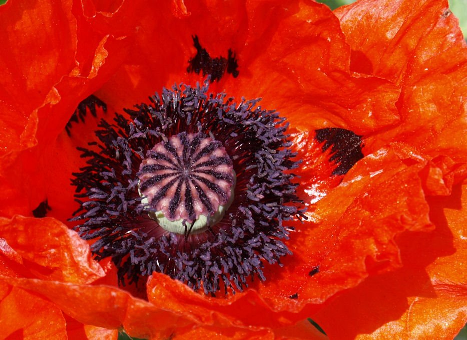 Poppy by Stan Pierce