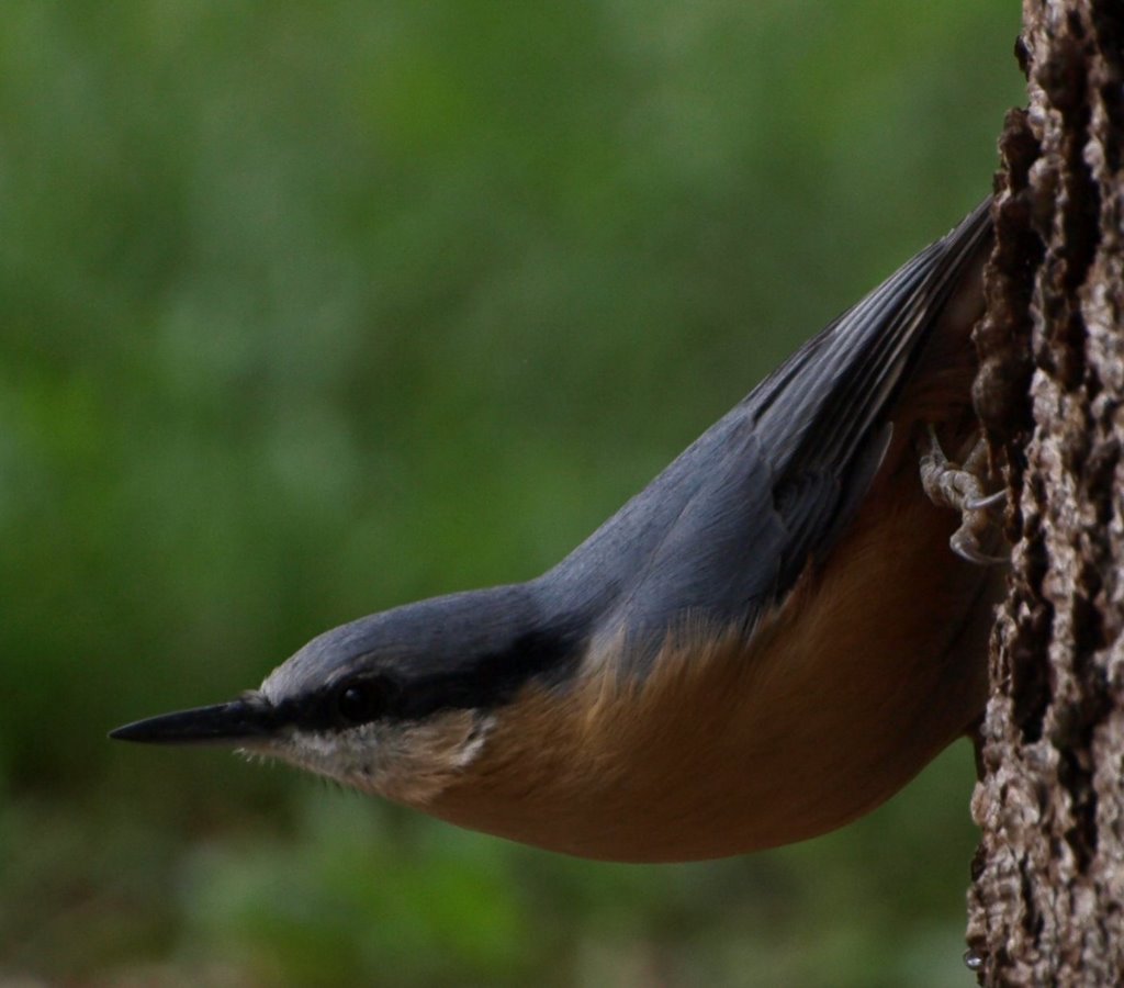 Nuthatch by timuth