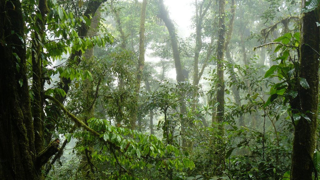 Cloud Forest - Montverde, Costa Rica by Denny Pratt