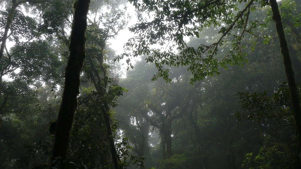 Cloud Forest - Montverde, CR by Denny Pratt