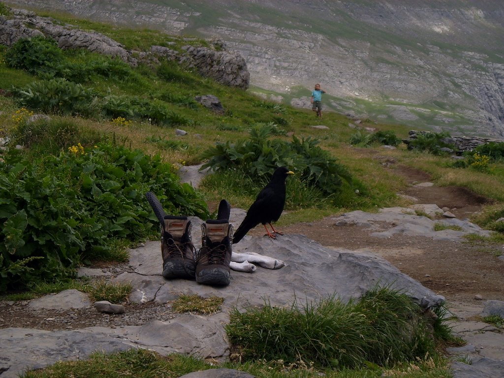 SINPATICOS EN REFUGIO DE GORIZ by R. BERNAT