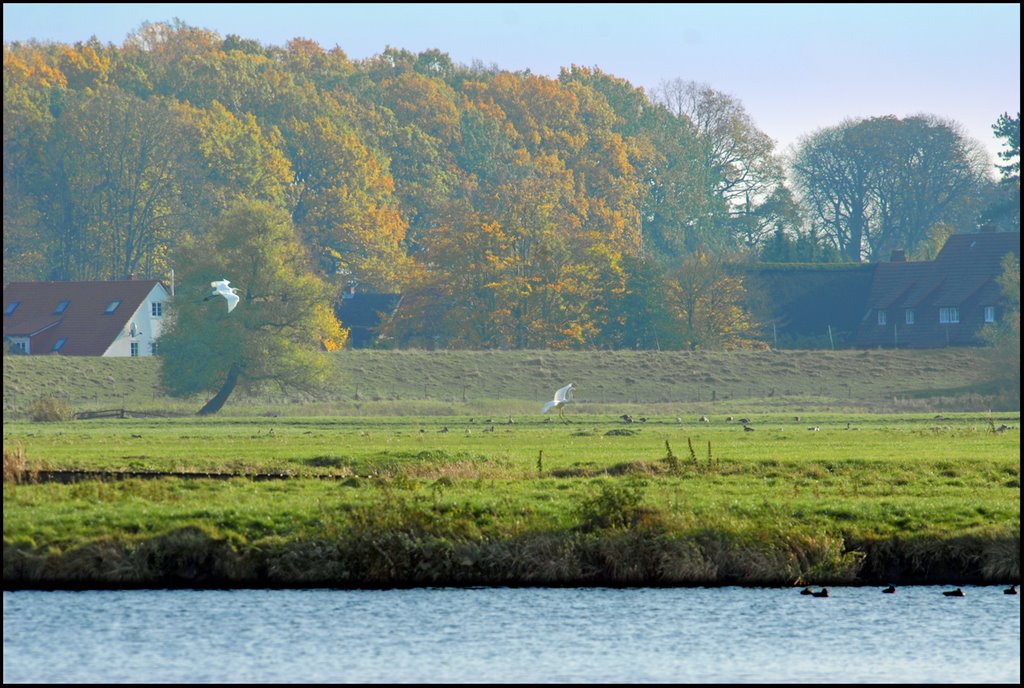 Zwei Silberreiher fliegen über die idyllischen Wiesen im Haseldorfer Zwischendeichgebiet by Juliane Herrmann