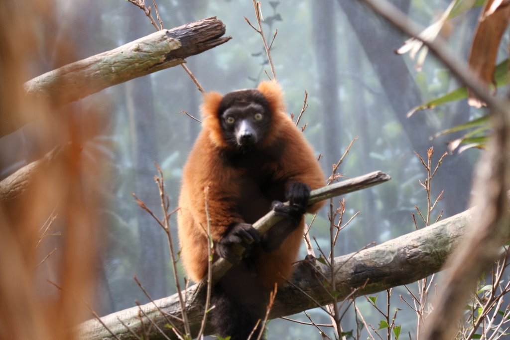 Red Ruff Lemur by Scott Hanko