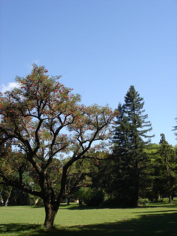 Parque Villarino. Ceibo y sequoia by Oscar Sacchi