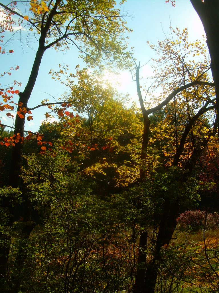 Backyard foliage by Favourite Fallen Idol