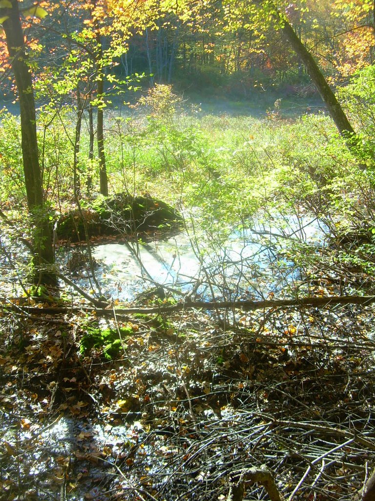 Swamp foliage and sunlight by Favourite Fallen Idol