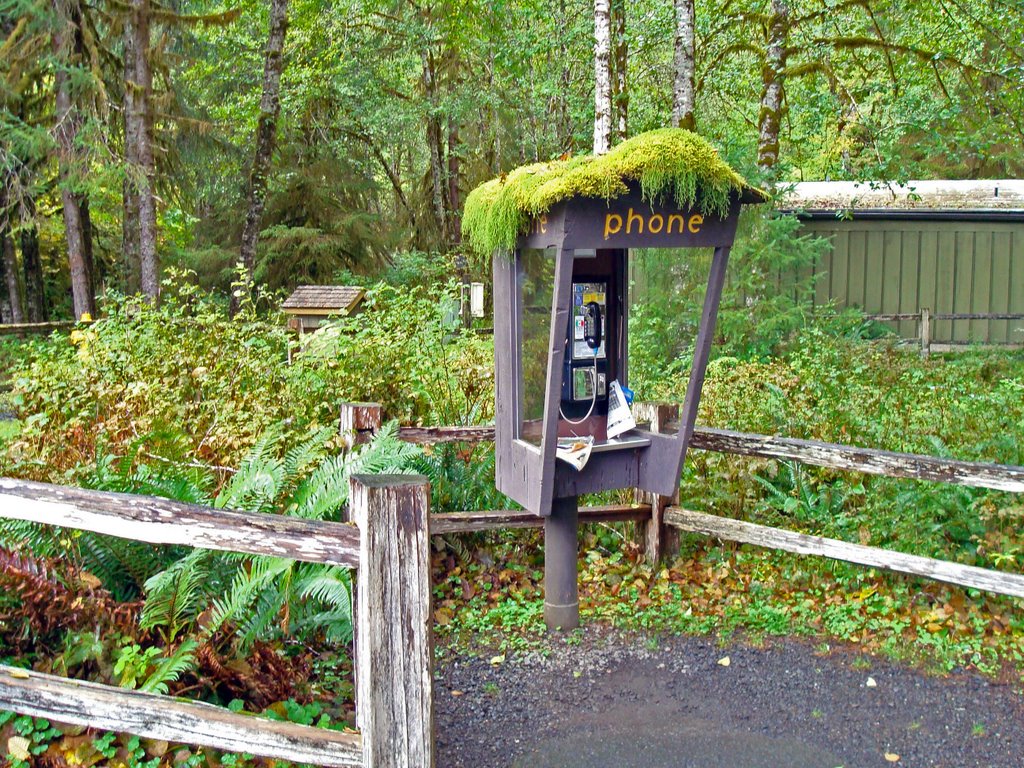 Hoh Rainforest, Olympic National Forest, Wa by julauch