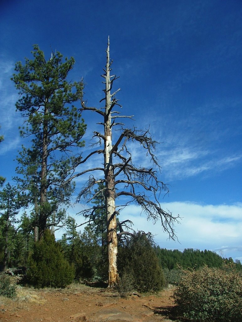 Coconino National Forest, Oak Creek Canyon, between Sedona & Flagstaff, AZ by Rubin Pitarka