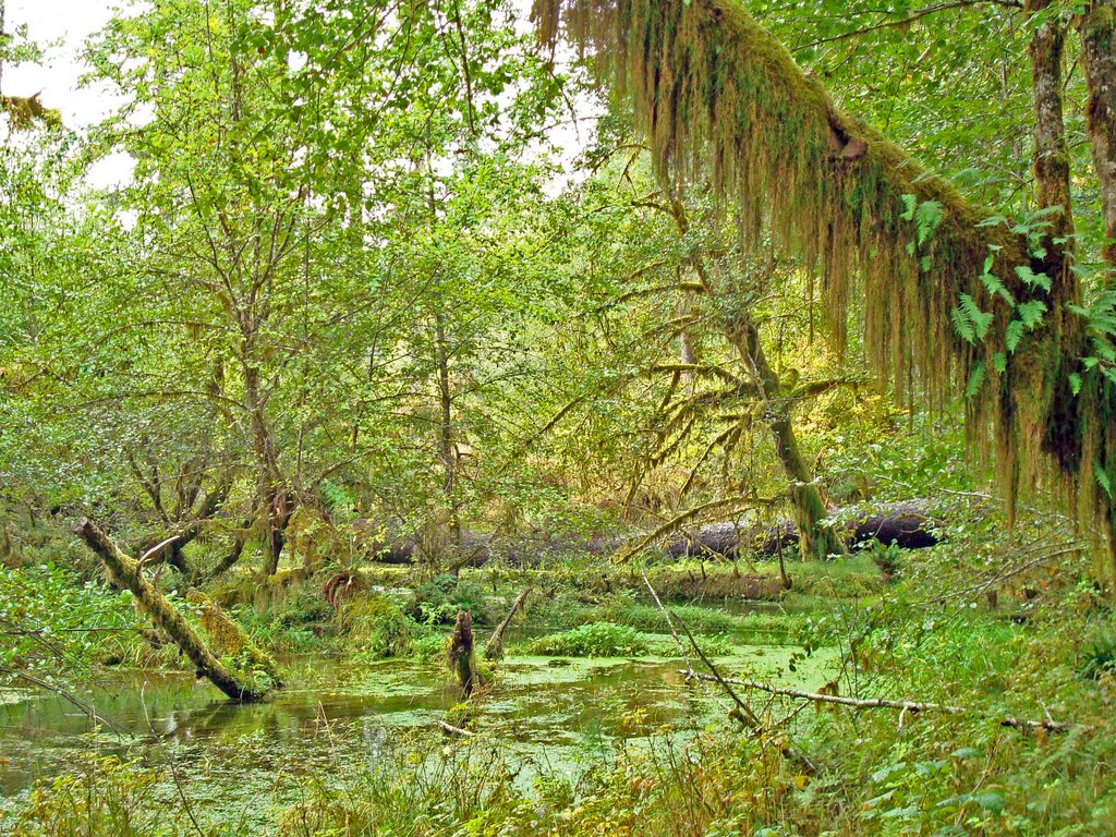 Hoh Rainforest, Olympic National Forest, Wa by julauch