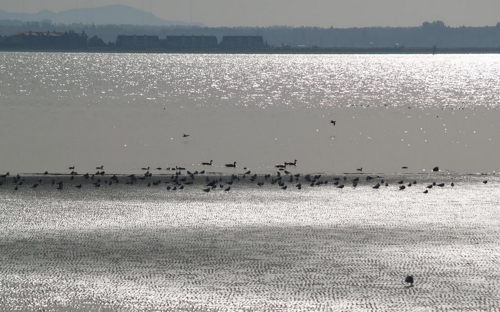 White Rock Beach by Niu Dekui