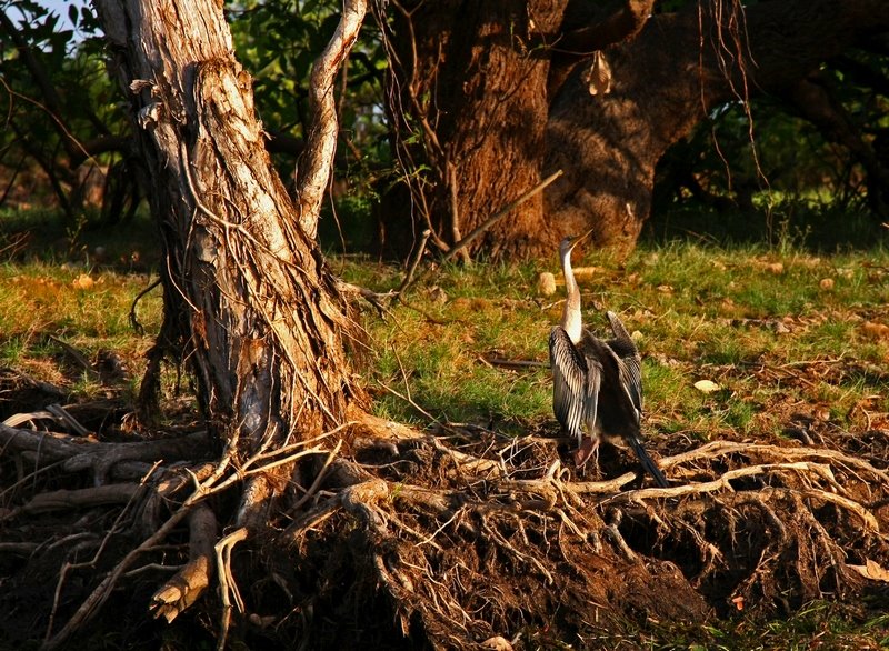 Cormorant Yellow Waters Cooinda NT Australia by Mick Loxley