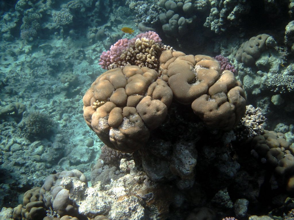 Corals by FRANCO CRESTONI