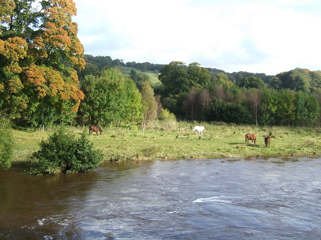 Clyde walkway - River in Spate by Judith,