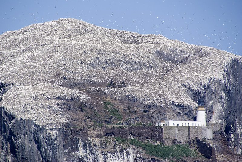 CVR-Escocia-Bass Rock-4 by CarlosVR