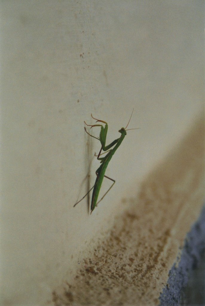 Lula - Autoctono photo 1 - Mantide (Mantis) by ilnani