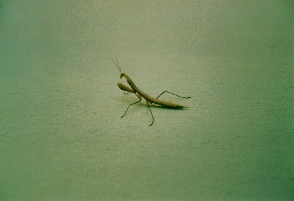 Lula - Autoctono photo 2 - Mantide (Mantis) by ilnani