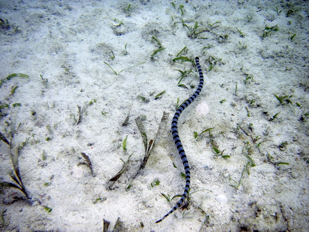 Laticauda colubrina - Banded Sea Snake/Yellow-lipped Sea Krait - Gelblippen-Seeschlange by HannoS