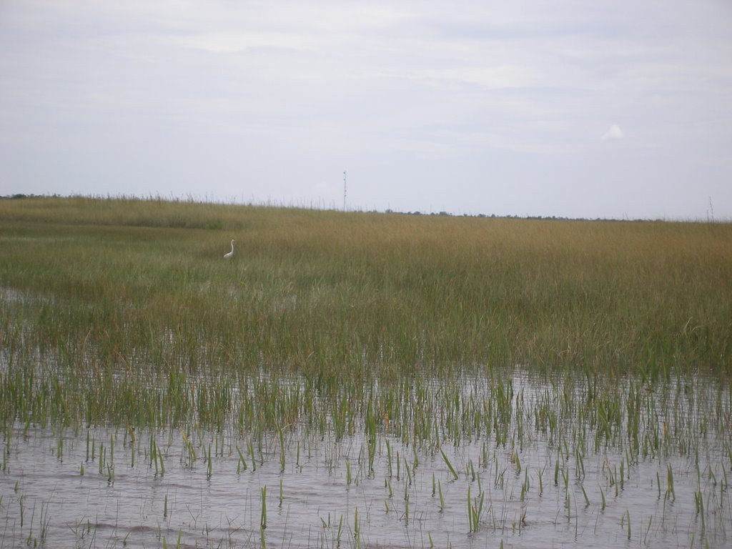 Everglades Miami by Pablete