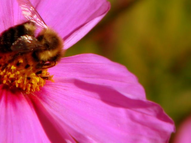 Bee on a flower by DawnInMaine