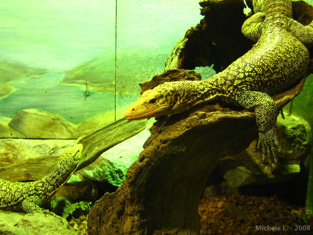 Reptilien im Zoo 07/2008 by Michele L.