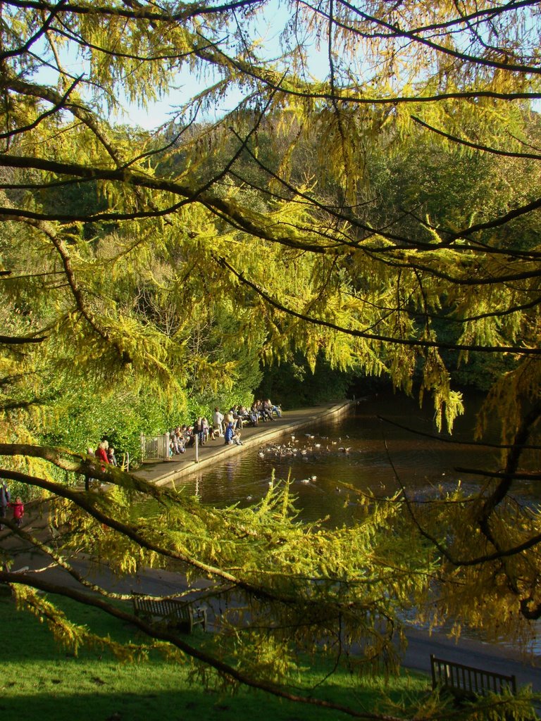 Feeding the ducks looking through trees at Forge Dam, Porter Valley, Sheffield S10 by sixxsix