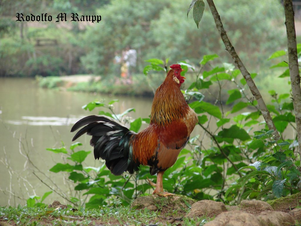 Parque Zoobotânico - Joinville by Rodolfo M Raupp