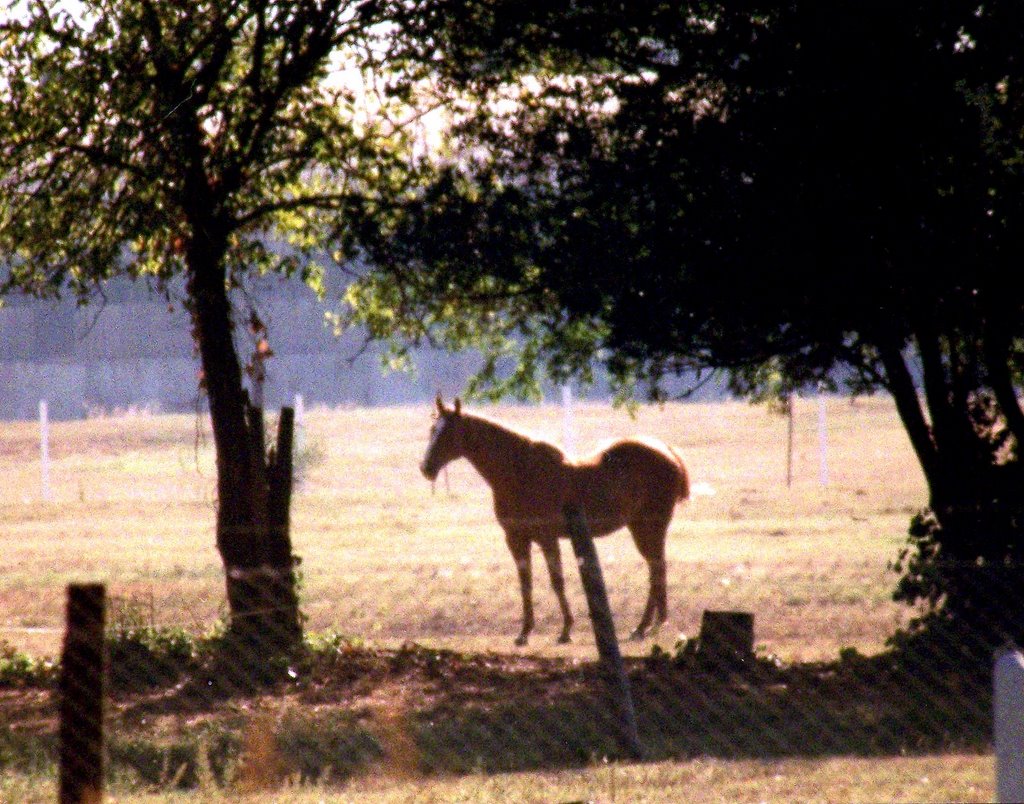 Caballo. by Eduardo Augusto Cast…