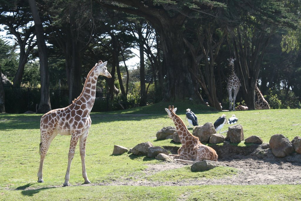 San Francisco Zoo - Giraffes by bandkanon