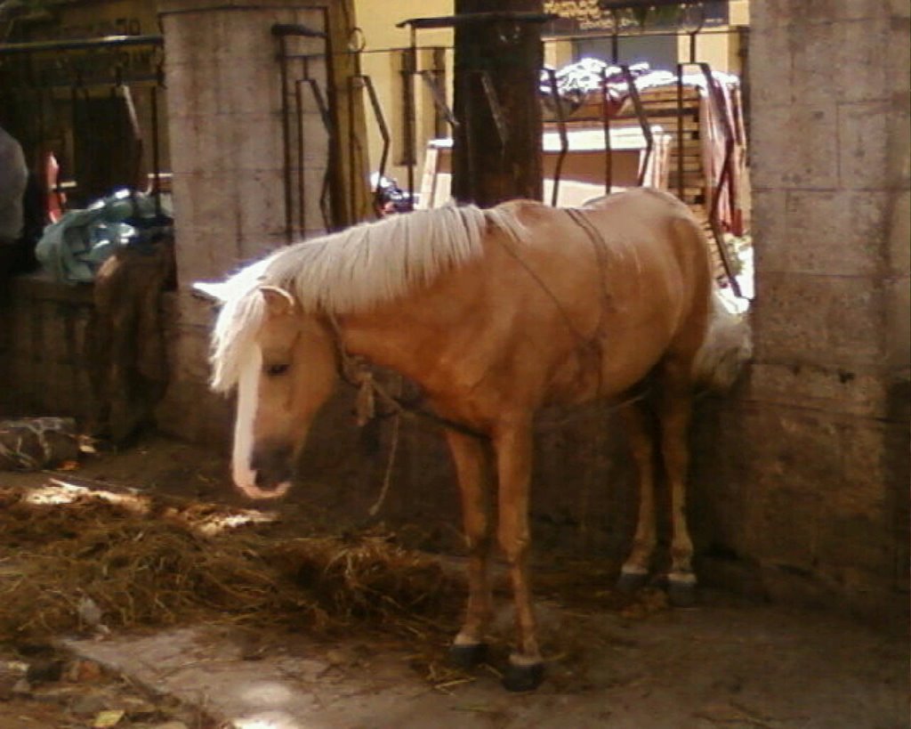 A horse in front of KEN SCHOOL OF ART by gourav.k