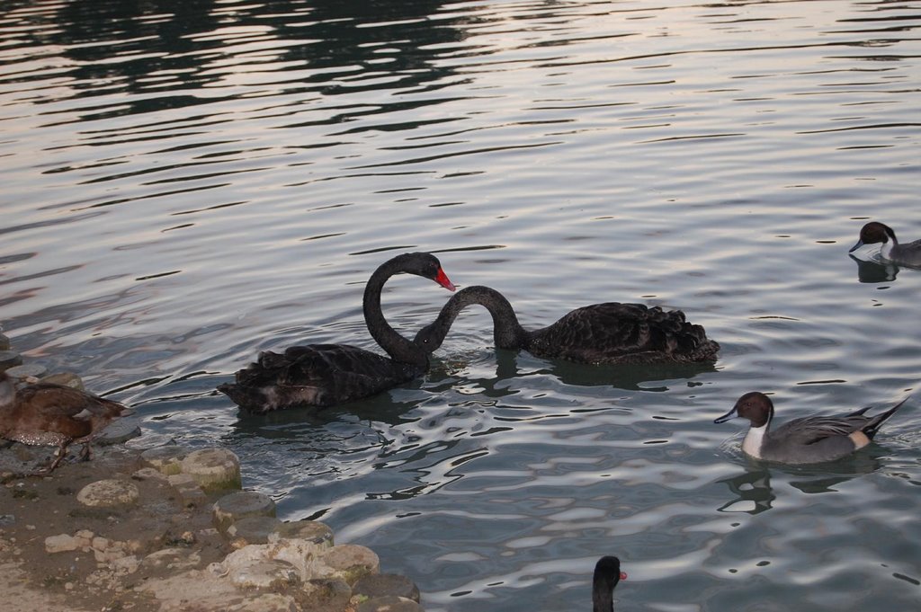 Parco dei Giardini - Cigni nel Laghetto by Bruno Angelo