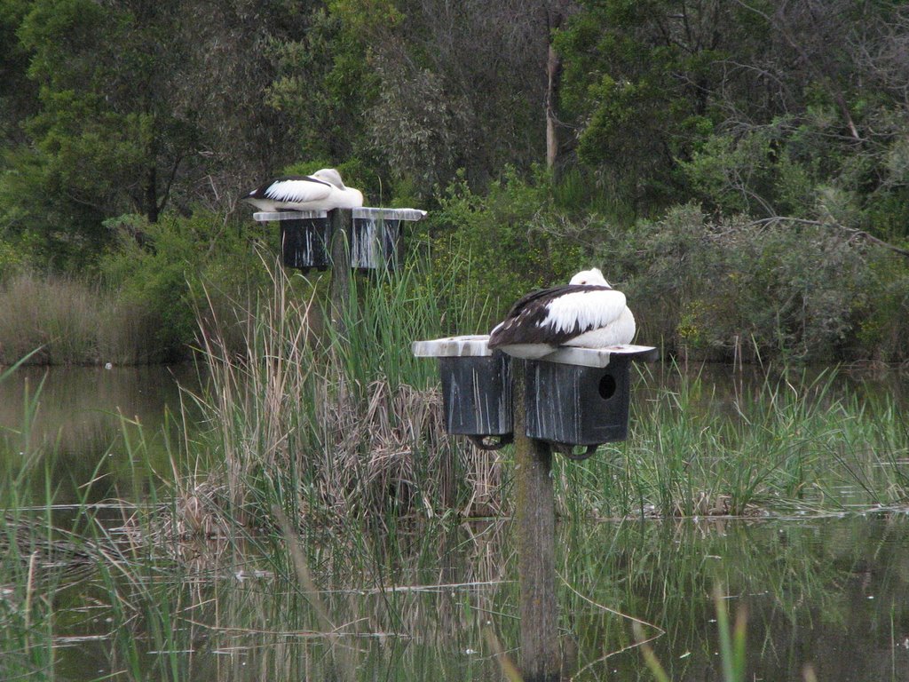 Pelicans at Lilydale Lake by Marbiz