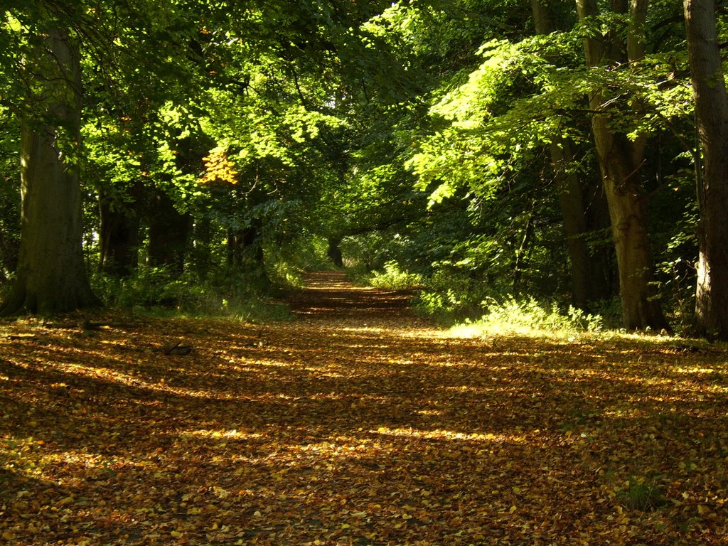 The old Whitegate Drive, this photo appeared in the BBC, NWT web site by Bigdutchman