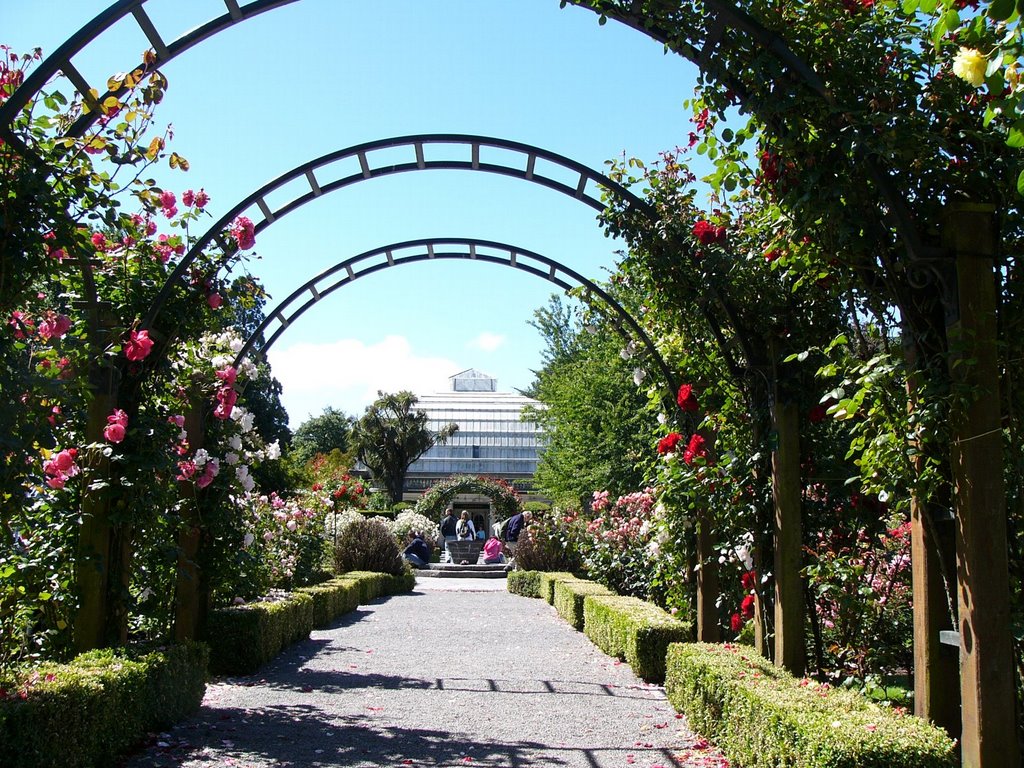 The Rose Garden by atsushi_s